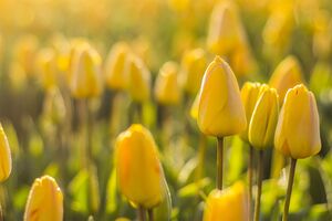 Schöne Tulpen-Hintergrundbilder