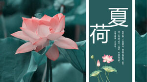 Téléchargez le modèle Summer Lotus PPT pour l'arrière-plan des photos de lotus