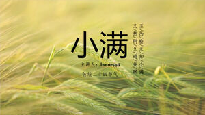 Download the PPT template for introducing the Xiaoman solar term with a green wheat ear background