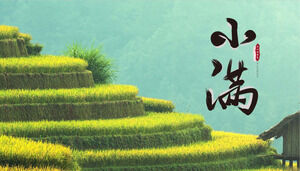 녹색 테라스에서 밀을 배경으로 Xiaoman 절기를 소개하는 PPT 템플릿