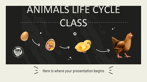 Animals Life Cycle Class