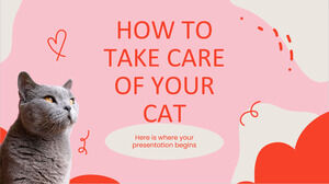 Cómo cuidar a tu gato