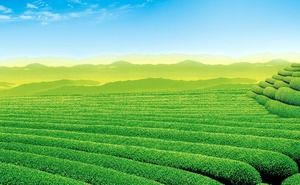 Grüner Tee-Gebirgsteegarten-Landschaft PPT-Hintergrundbild