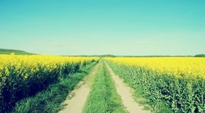 Green field country road PPT background picture
