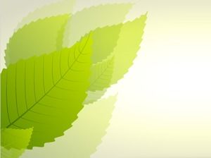 신선한 녹색 잎 PPT 배경 그림