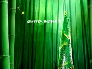 Fajny szablon bambusa strzelać bambusowy las ppt