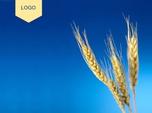 小麦の耳写真青い背景pptテンプレート