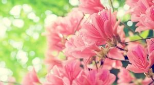 7 immagini di sfondo PPT di fiori della foresta di lavanda