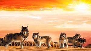 Imagen de fondo PPT del paquete de lobos del desierto