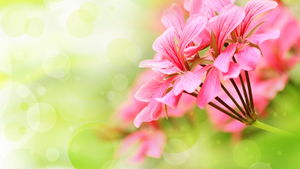 Frisches Blumen-PPT-Hintergrundbild