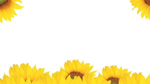 Gambar latar belakang PPT bunga matahari