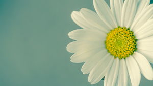 Imagem de fundo PPT linda flor branca fresca