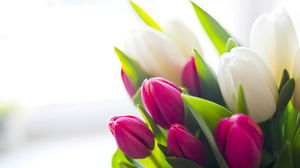 Gambar latar belakang indah bunga tulip PPT