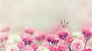 Imagem de fundo de slide de flor rosa rosa