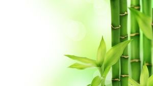 Imagem de fundo verde fresco bambu slide