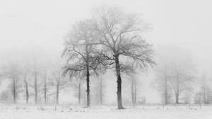 Gambar latar belakang PPT pohon musim dingin