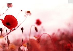 붉은 양귀비 꽃 PPT 배경 그림