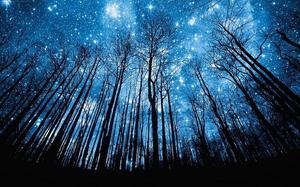藍色星空下深林背面的PPT背景圖片