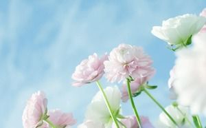 Drei elegante Blumen-PPT-Hintergrundbilder
