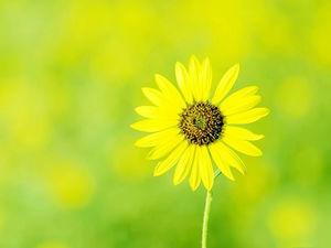Schöne gelbe Blume PPT Hintergrundbild