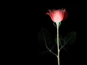 夜晚玫瑰的PPT背景圖片