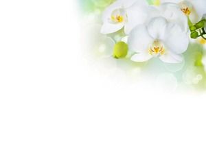 Unduh slide gambar latar belakang phalaenopsis putih elegan