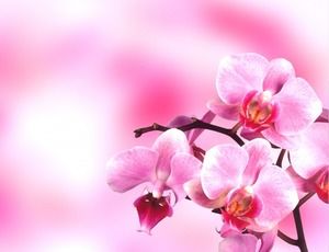 Un ensemble de photos d'arrière-plan de diaporama de fleurs roses télécharger