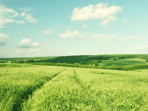 Зеленое пшеничное поле PPT фоновый рисунок