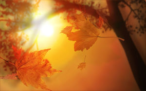 Feuille d'arrière-plan PPT feuille d'érable sous le coucher du soleil de vent d'automne