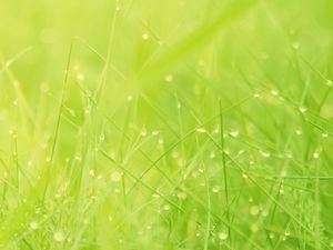ضوء خلفية العشب الأخضر باور بوينت