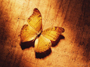 Immagine del fondo di PPT della farfalla appassita sul bordo di legno