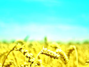 Image d'arrière-plan PPT de blé sous le ciel