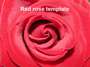 Красная и белая роза крупным планом фон шаблон п.