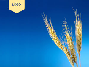 小麦の耳の写真青い背景pptテンプレート