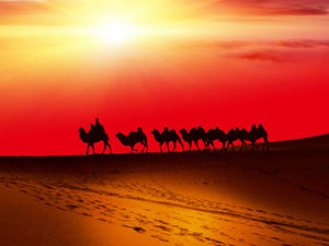 Modèle PPT de l'équipe de chameaux du désert