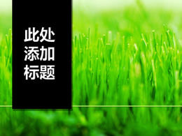 Modèle PPT d'herbe verte de germe de titre vertical noir