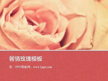 Plant slideshow template with pink romantic rose flower background