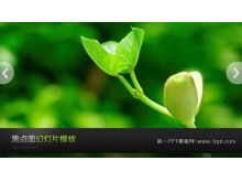 Dynamische grüne Sprossen Sprossen Hintergrund Pflanze Diashow Vorlage herunterladen