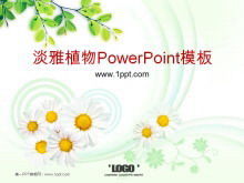 Élégante plante de fond d'arbre à thé de chrysanthème PowerPoint Template Download