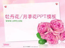 Elegante Pfingstrose Rose Blume Hintergrund PowerPoint-Vorlage herunterladen