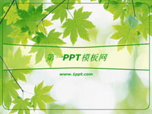 Unduhan template PPT latar belakang daun maple hijau
