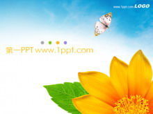 Download do modelo PPT de fundo de borboleta de flores requintadas