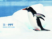 PPT-Vorlage für antarktische Pinguinschutztiere