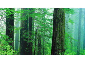 5 immagini di sfondo PPT foresta verde