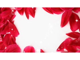 Imagen de fondo PPT de pétalos de rosa roja