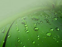 Green leaf dew drop PPT background template