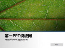 A simple leaf close-up PPT background picture