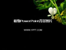 二十二種黑色植物PowerPoint背景圖片