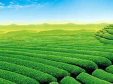 Gambar latar belakang slideshow kebun teh segar dan alami natural
