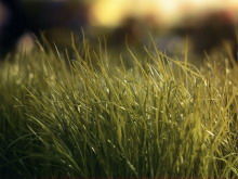 Download dell'immagine di sfondo PPT dell'erba